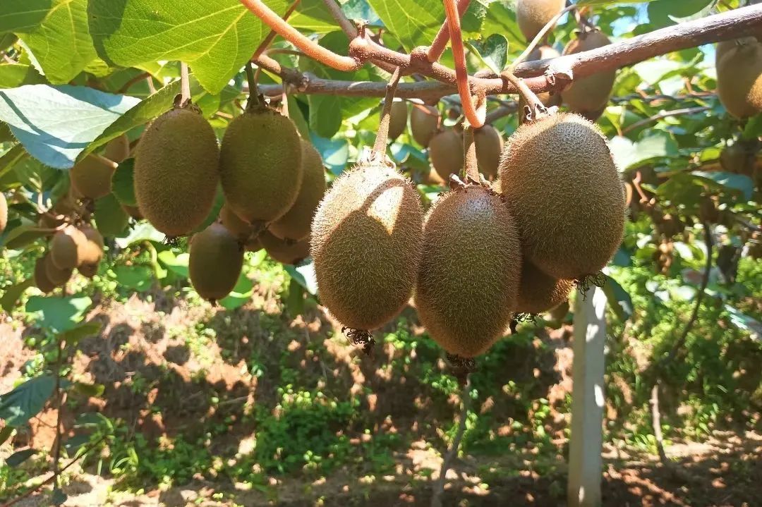 0b2fe94340fe516344dd0313f6eec0eb.jpg 圖3.jpg